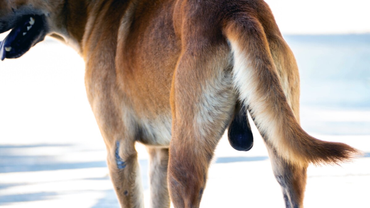 Dog testes offer clues to healthy aging and ‘frailty resilience’ in men