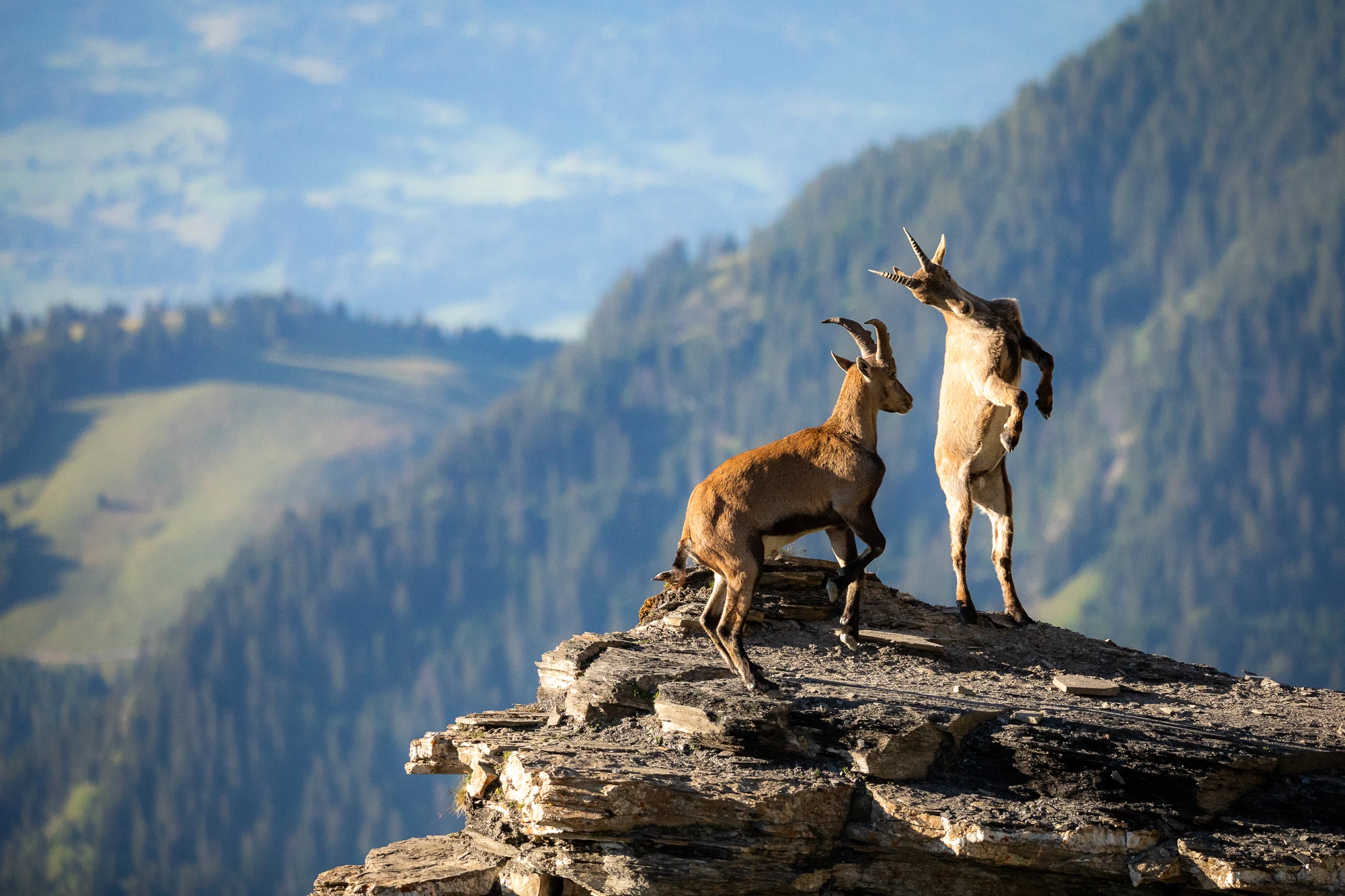 Mountain goats share fighting lessons in Switzerland. Runner-up of the Under 16 category