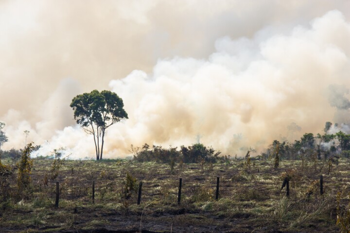 The research
aims to find a way to restore some
of the thousands of acres of
Amazonian rainforest that have been
cut down throughout the last several
decades