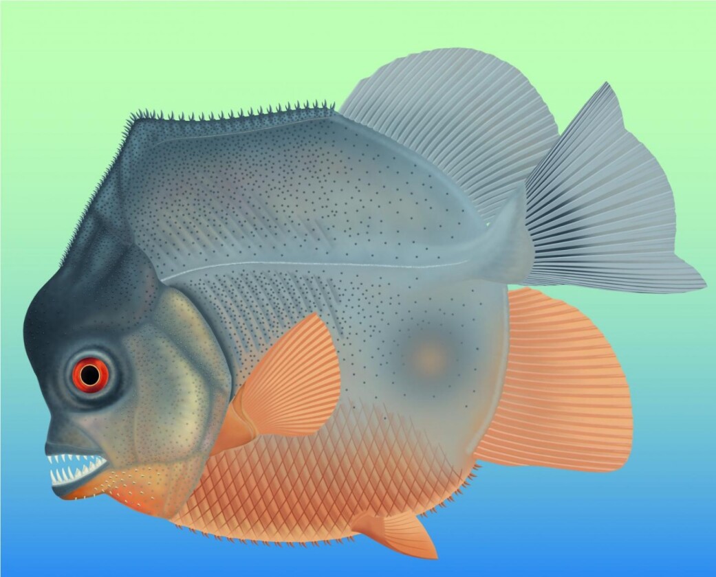 This illustration shows an artist's reconstruction of the piranha-like fish
