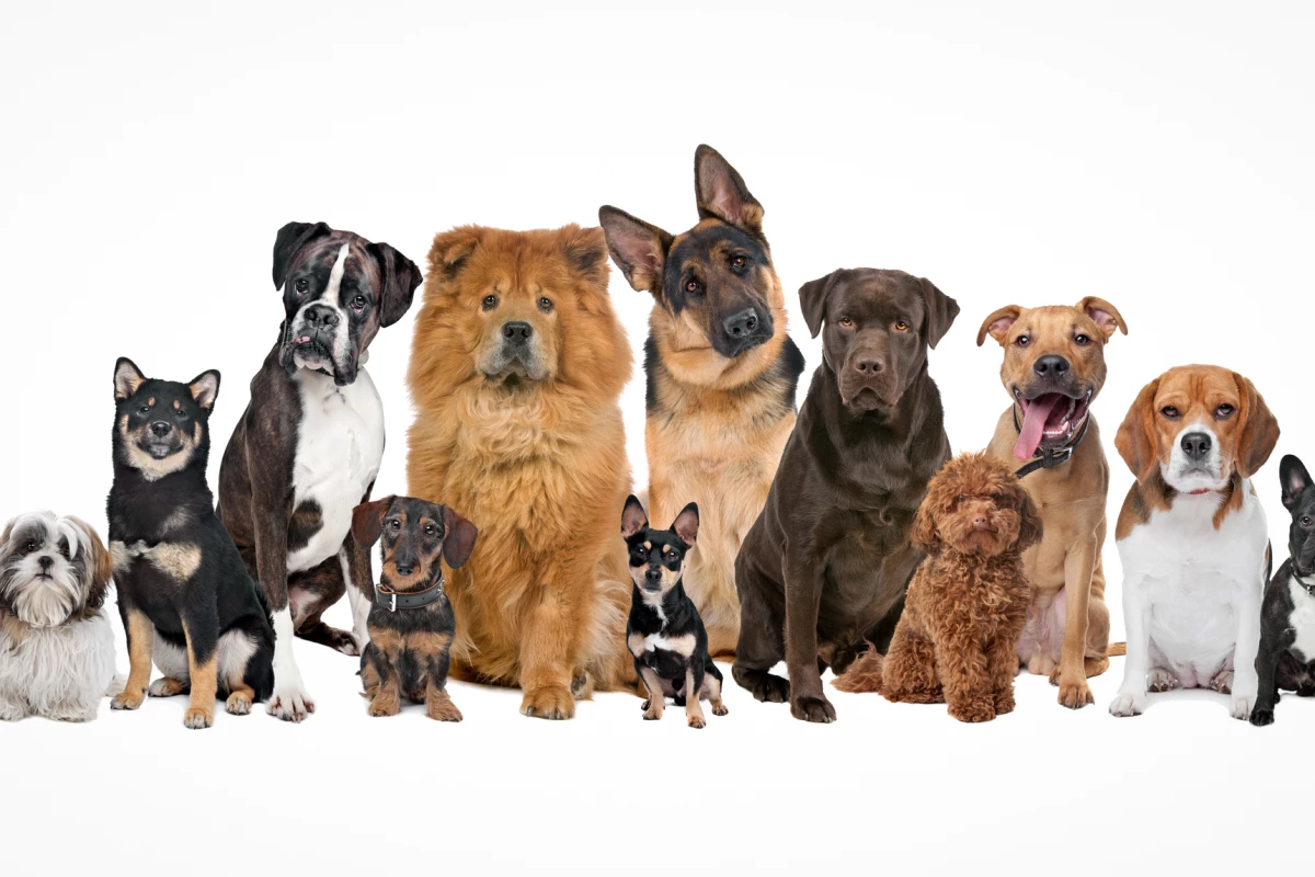 The largest-ever study of dog behavior reveals what shapes canine traits