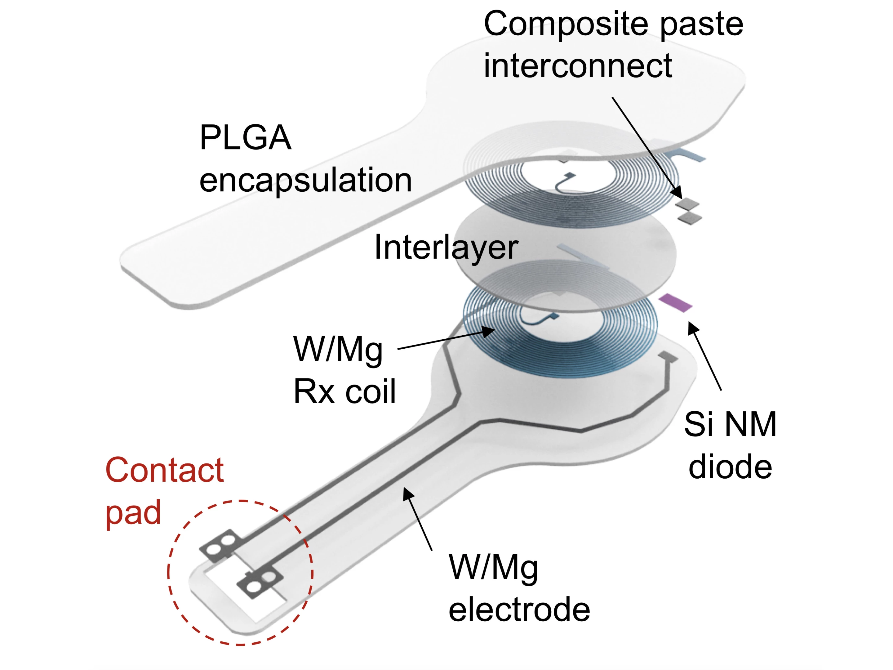 Schematic shows the construction of the world's first transient pacemaker