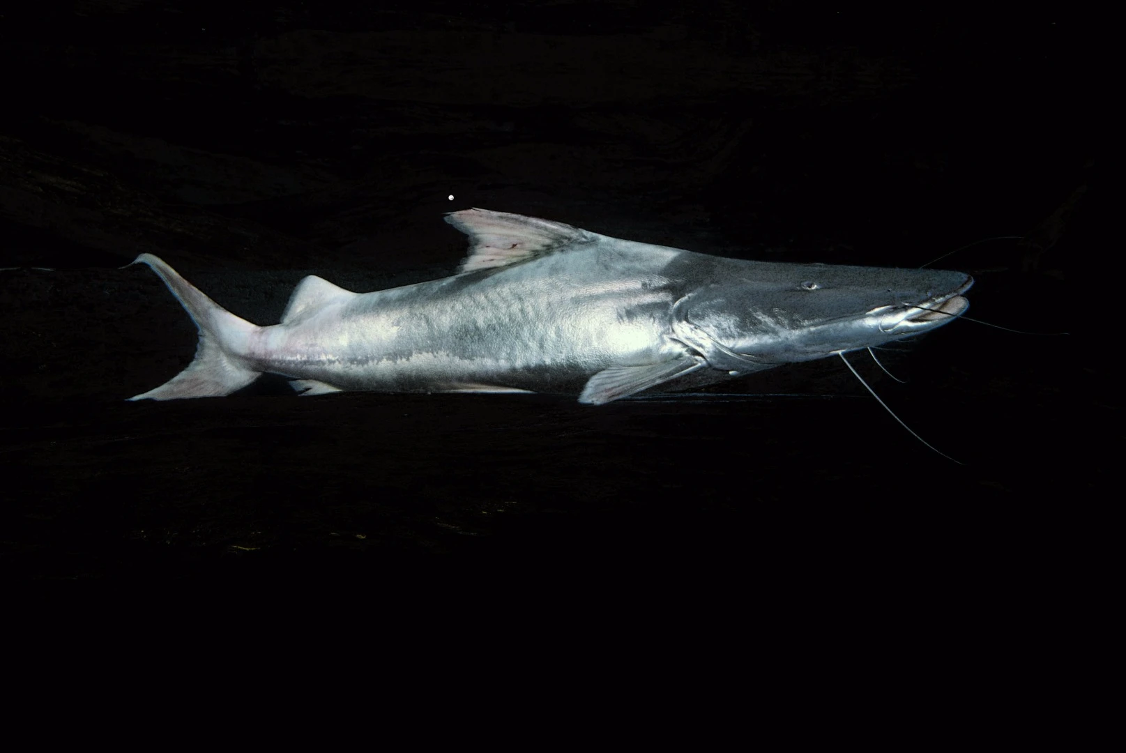 The Dorado catfish swims approximately 11,600 km (more than 7,200 miles) in its lifetime – that's like taking part in 276 marathons