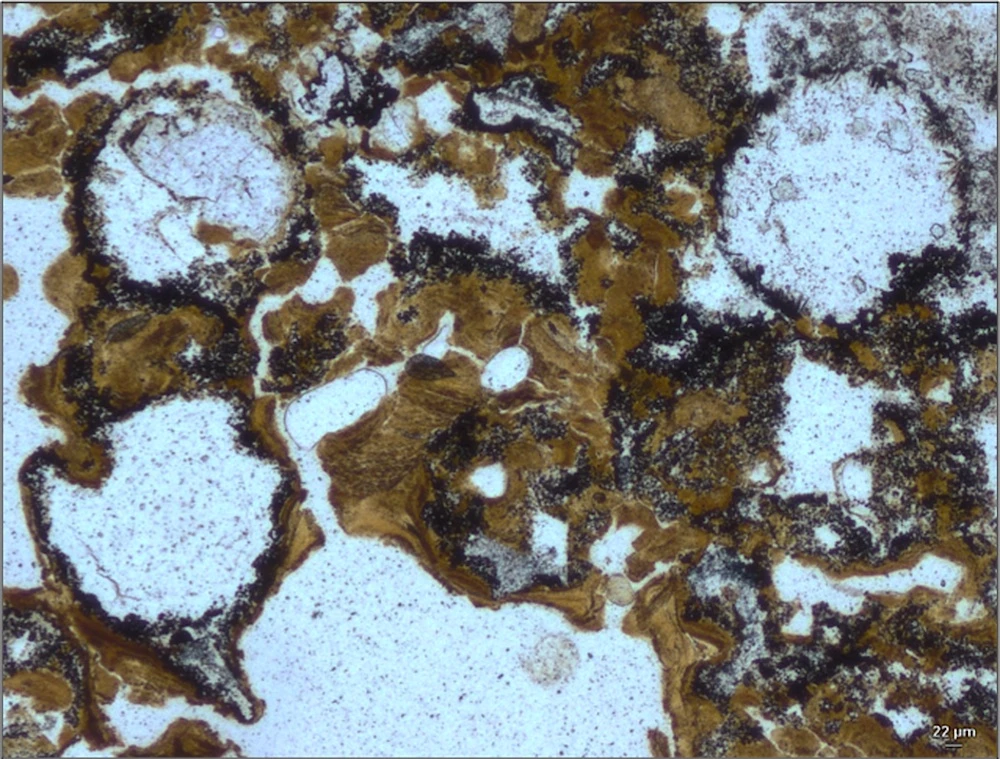 Bubbles preserved in 3.48 billion-year-old rock found in Western Australia indicates life might have first appeared on land much earlier than thought