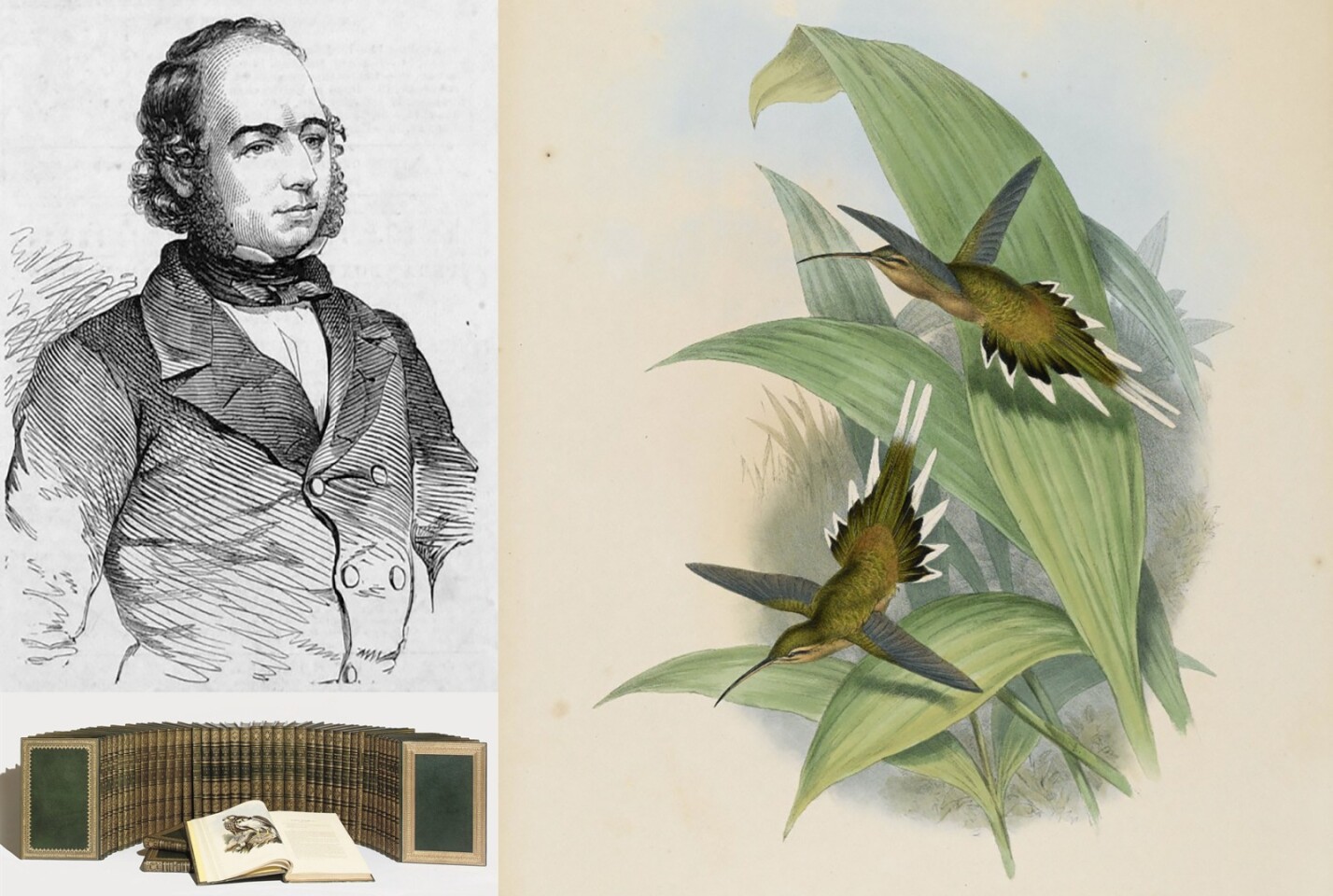 A nearly a complete set of the entire published works of John Gould (1804-1881) was sold for $2,405,942 ($2,405,942) by Christie's (London), in April, 2008.