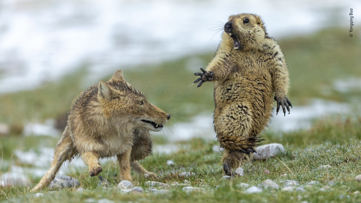 Overall Winner 2019, plus Winner in Behaviour: Mammals. Early spring on the alpine meadowland of the Qinghai–Tibet Plateau, in China’s Qilian Mountains National Nature Reserve