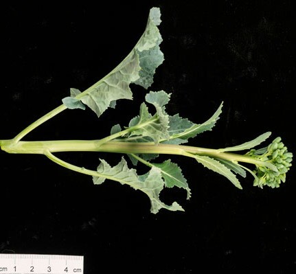 This new line of broccoli goes from seed to harvest in just over two months