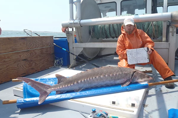Graduate student Matt Breece with a recently tagged female Atlantic sturgeon off the coast of Delaware (Activities authorized under NMFS Permit No. 16507-01)