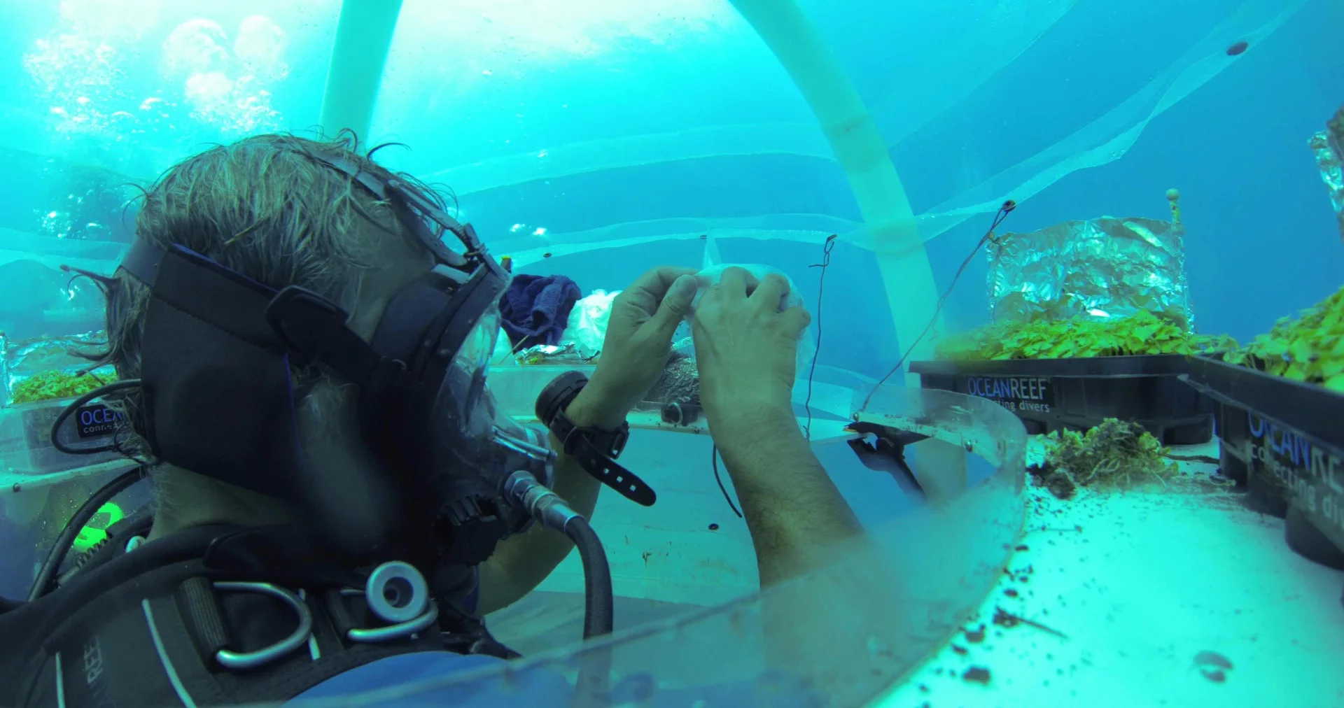 Growing plants underwater requires little energy, as there is no need for thermal regulation, water or pesticides