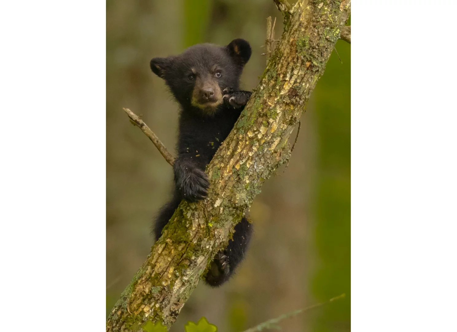 A judge's pick, First High Tree Climb