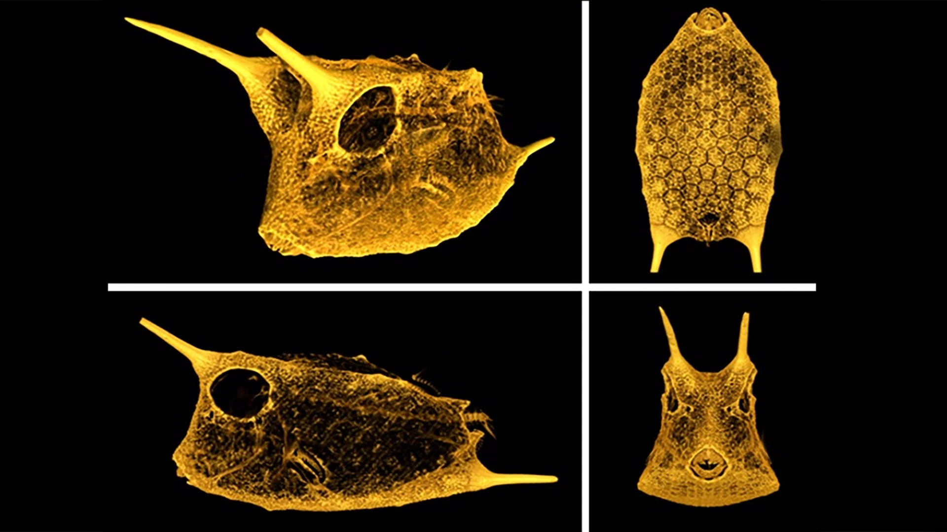 The carapace of a boxfish features a unique hexagonal scale structure