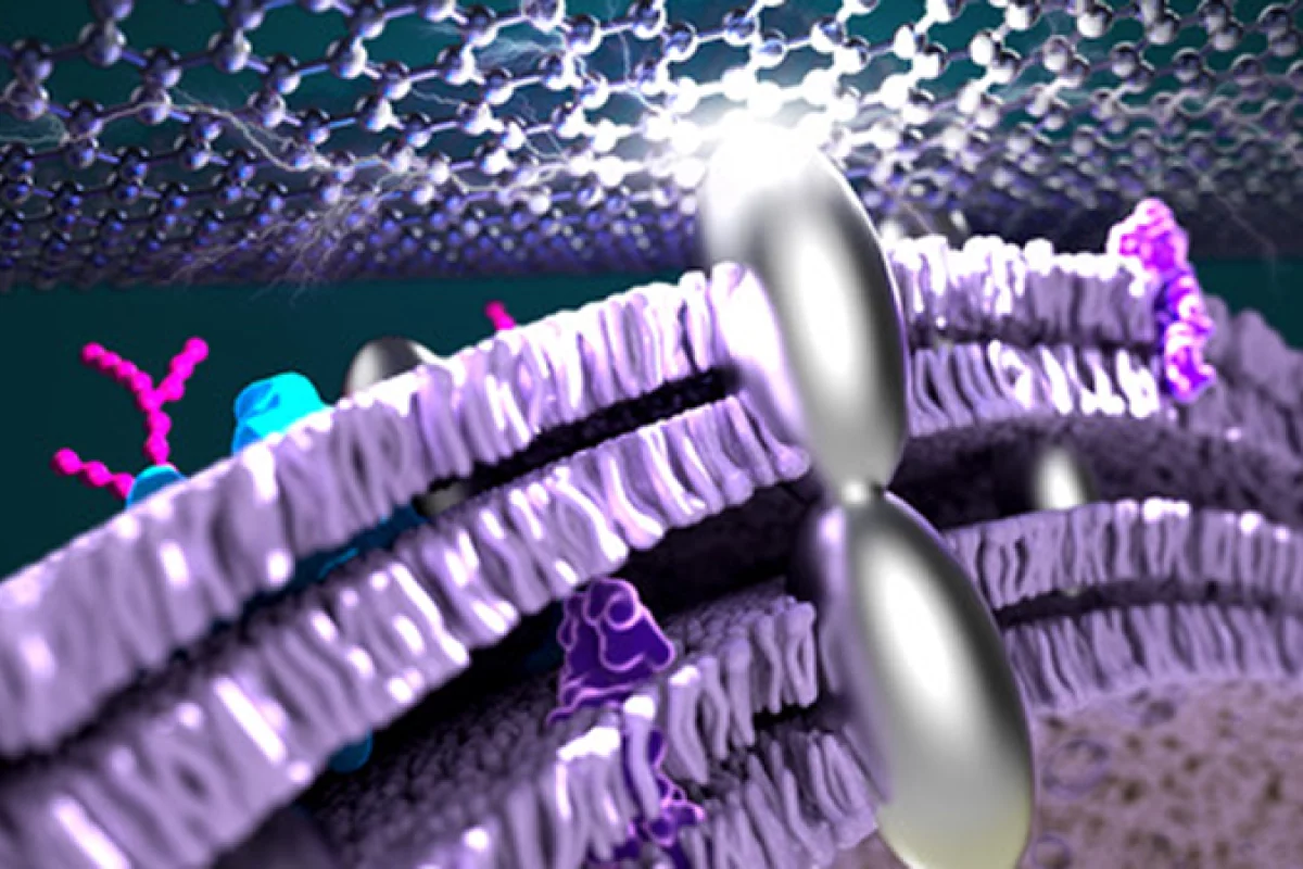 An artist's impression of silver nanoparticles connecting through a bacterial membrane, which has now helped improve the efficiency of microbial fuel cells