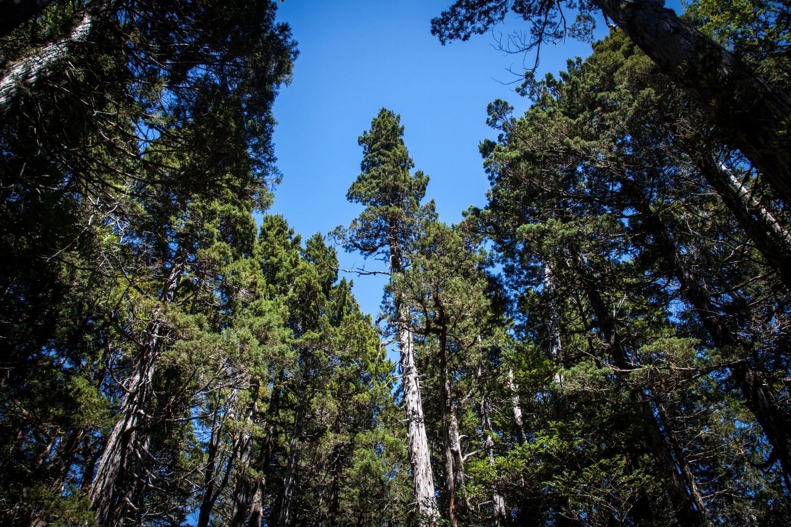 Alerces were declared a national monument in 1976