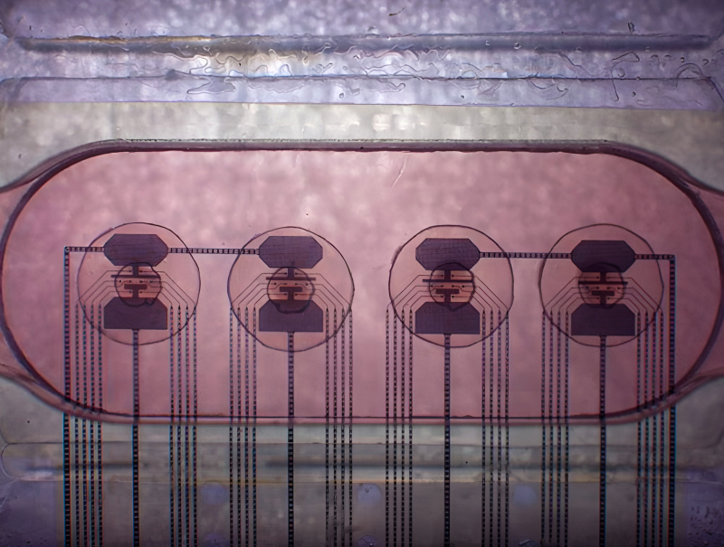 Brain-in-a-Jar Biocomputers can Now Learn to Operate Robots ?url=http%3A%2F%2Fnewatlas Brightspot.s3.amazonaws.com%2Ff7%2F92%2F4f86fcc44ddcb7dc72a8d08054bb%2Fblog Energy Plate 1024x775 1