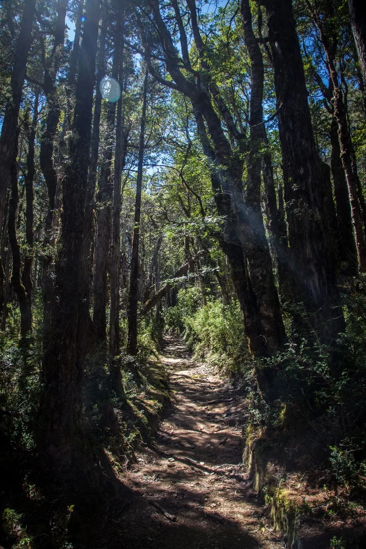 The trail follows an old logging route from the 1940s