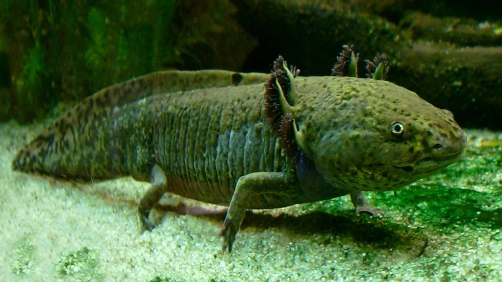 Researchers have used an axolotl oocyte extract to reactivate tumor suppressor genes and stop cancer growing