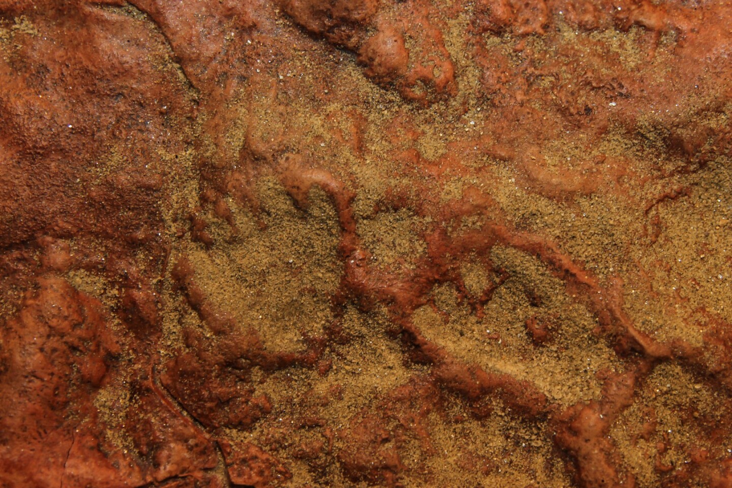 Pairs of mammal tracks show evidence that the creatures paused to sit back on their haunches