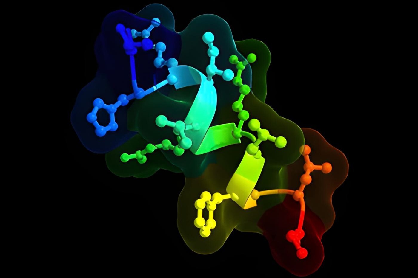 A model of the 12-amino-acid peptide known as BRP