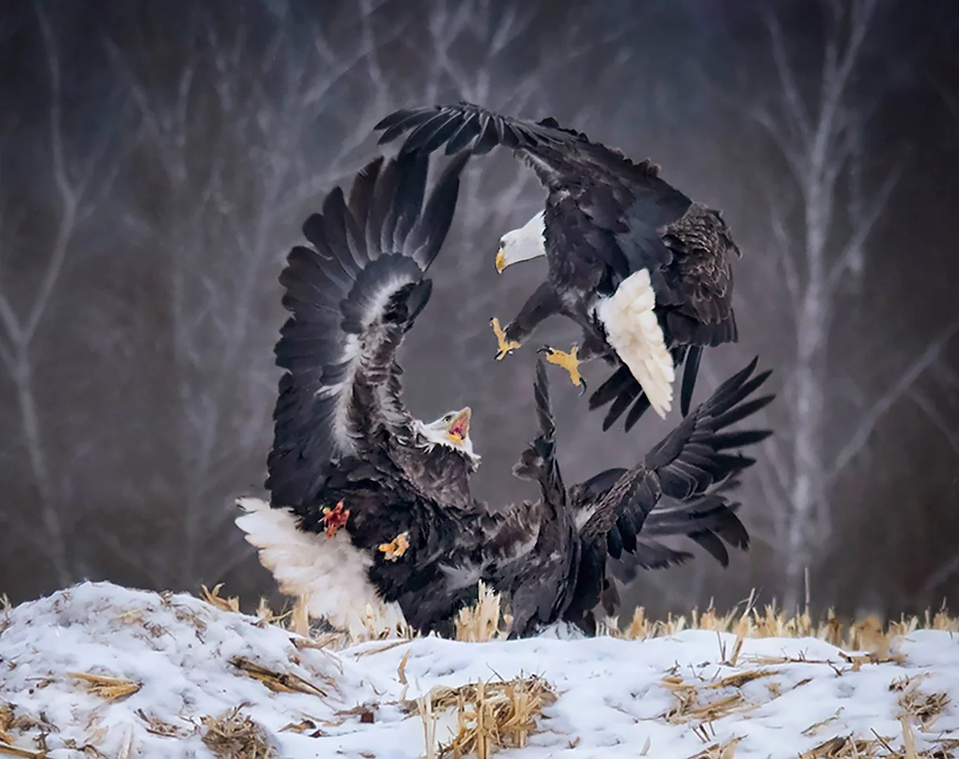 Eagles tussle at the annual Eagle Watch event in Nova Scotia, Canada
