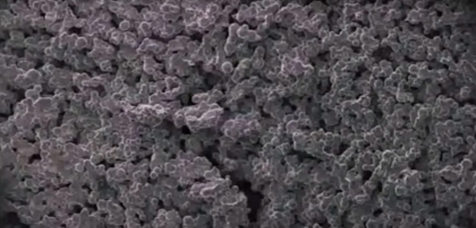 Microscopic view of the SAC