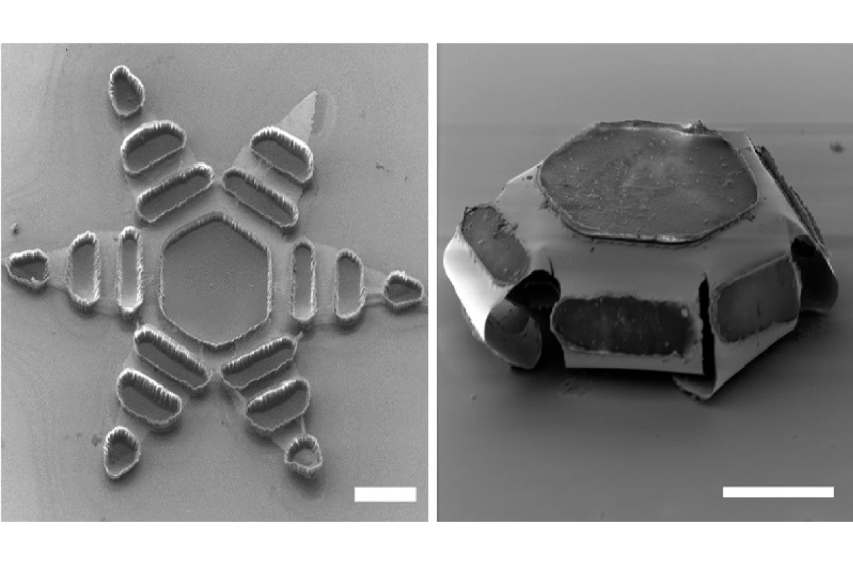 A microscope image of a theragripper, pictured open (left) and closed