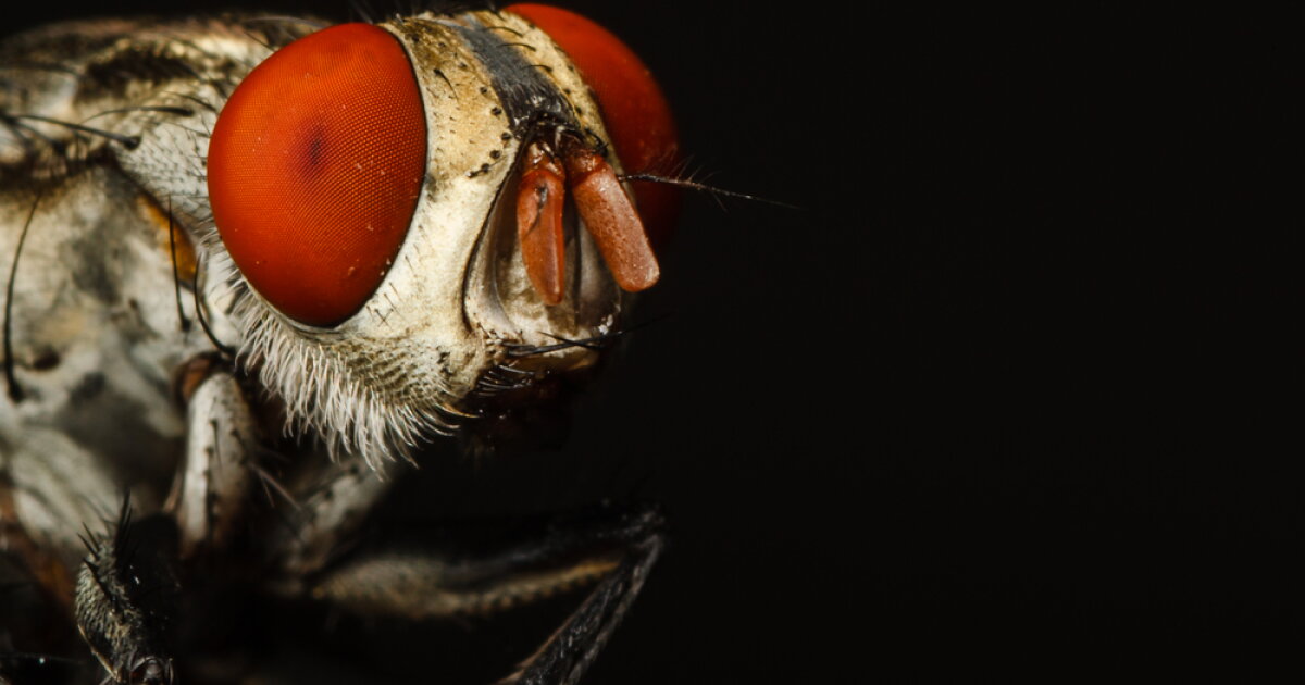 Entomologist acts as human incubator for bot flies