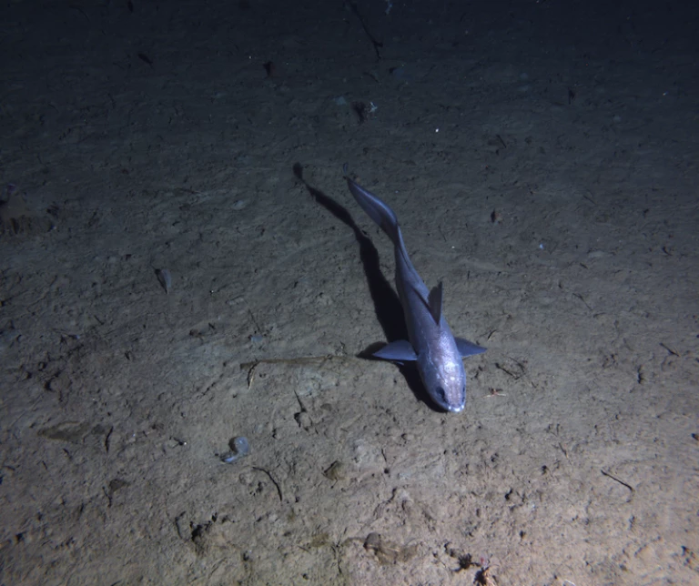 Tracked bottom-crawling robot gathers valuable deep-sea data