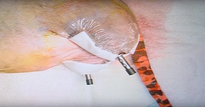 Vincent's back end soon after surgery