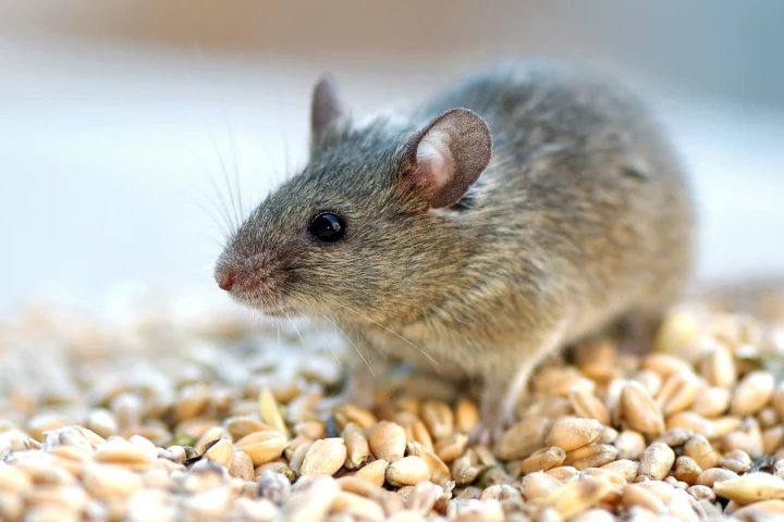The lifespan of older mice was extended when a protein called eNAMPT was isolated from the blood of young mice
