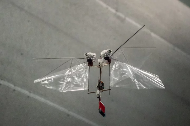 The latest generation DelFly Nimble looks astonishingly like a fruit fly in flight, and can now show off with backflips and banked turns