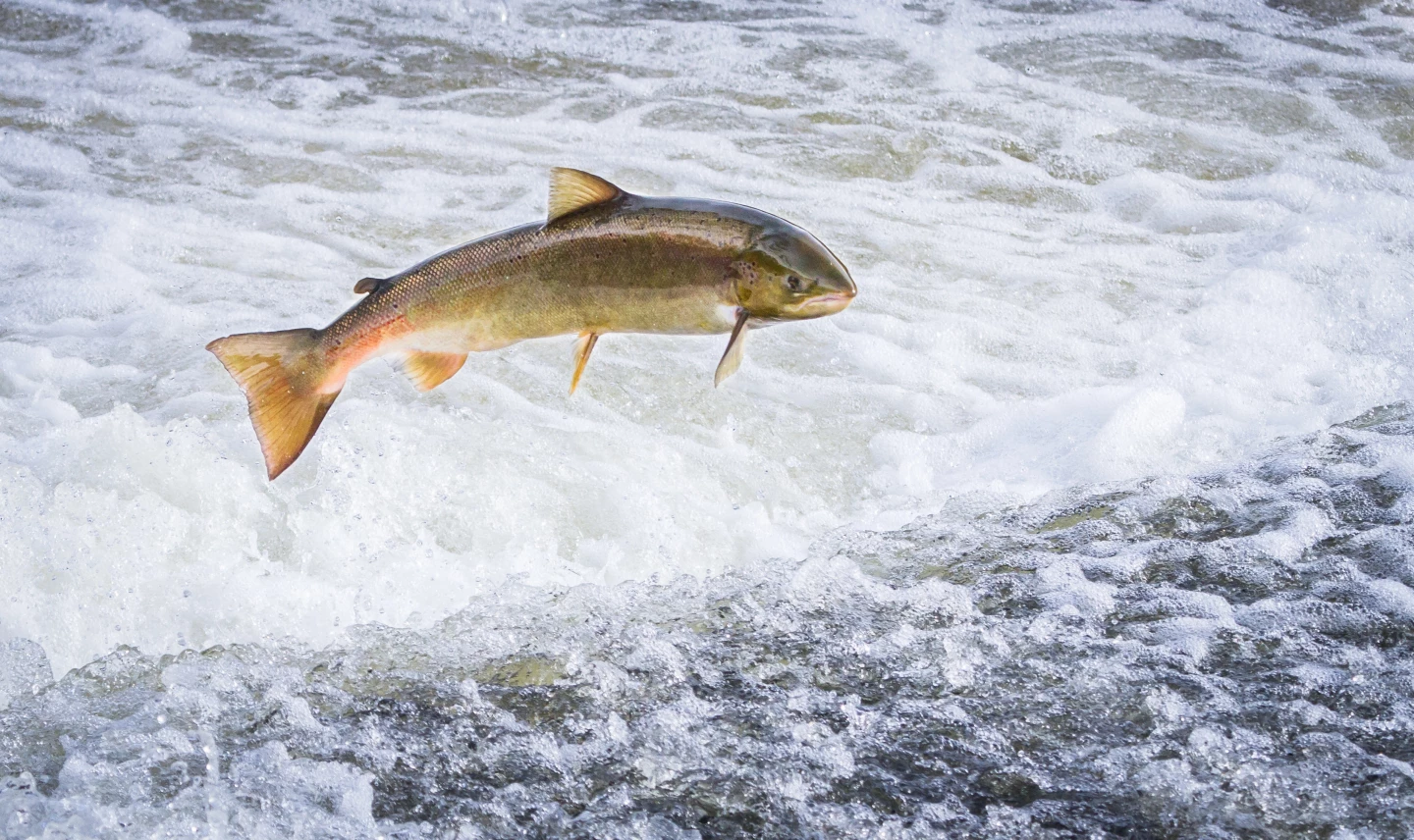 Drugs are making Atlantic salmon behave strangely – and it's not a good sign for their numbers