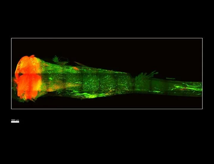 A view of the transparent bone as seen through a light-sheet microscope specially built to not damage the fluorescent signal from the stem cells inside, which appear red in this image