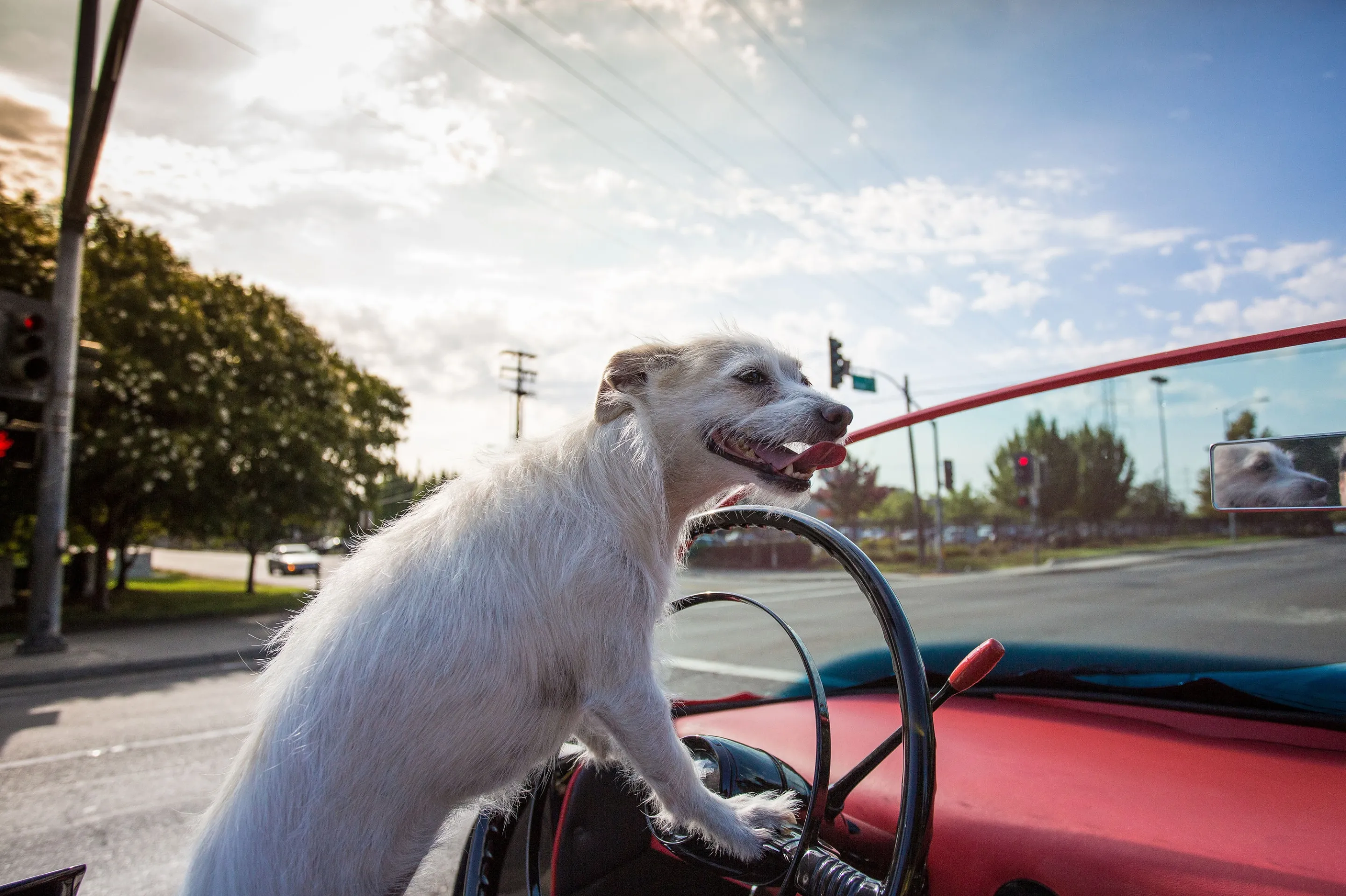 Dog going at the wheel of the 1963 batmobile