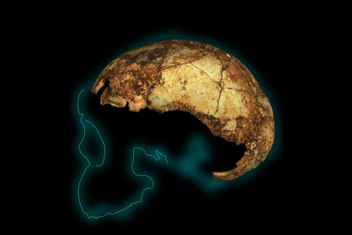 The Homo erectus skullcap known as DNH 134 is causing a rethink of the human evolution timeline