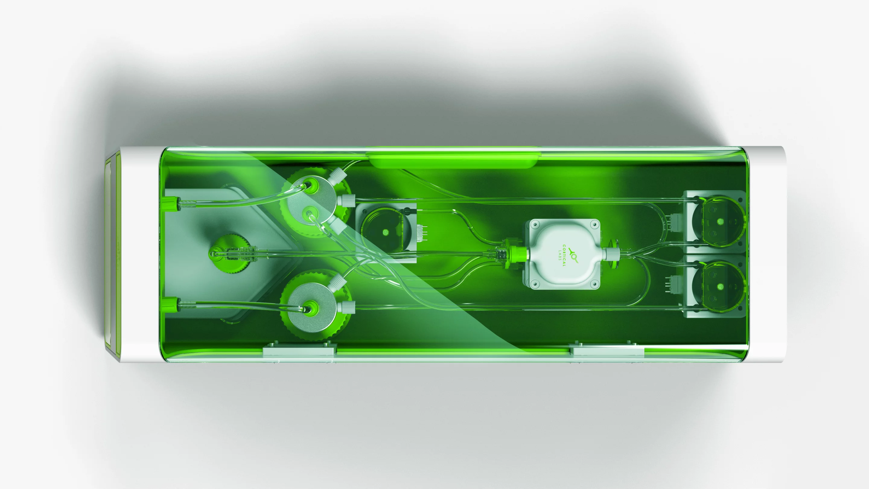 The brain cells are fed, watered, temperature-controlled and kept alive for up to 12 months