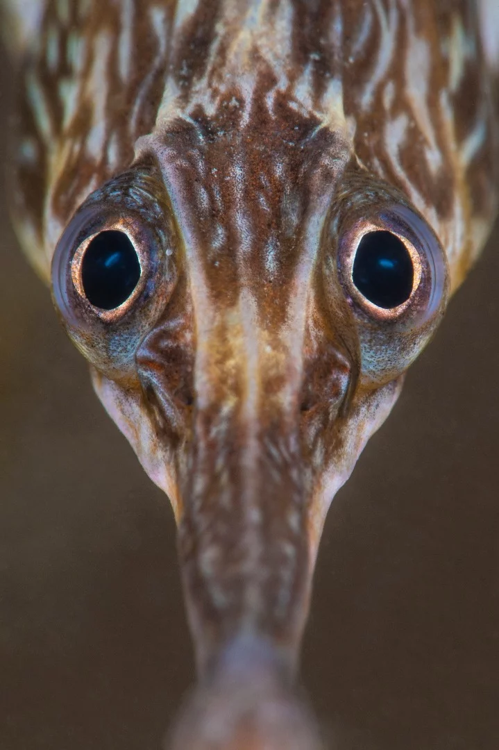 Highly commended, Category - British Waters Macro. Greater pipefish (Syngnathus acus) are a relatively dull brown colour which enables them to blend into their surroundings with cunning camouflage. Once spotted, they often initially freeze and hope the photographer retreats, before sinuously heading away