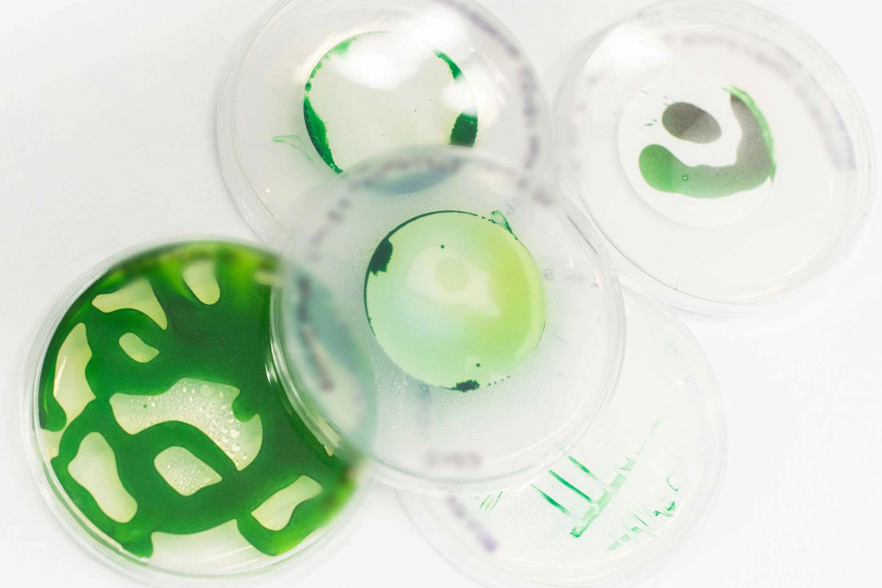 These are not the actual microbes that went down the well. They're not even the same type of microbes. But they are microbes, and sometimes that's all that matters.