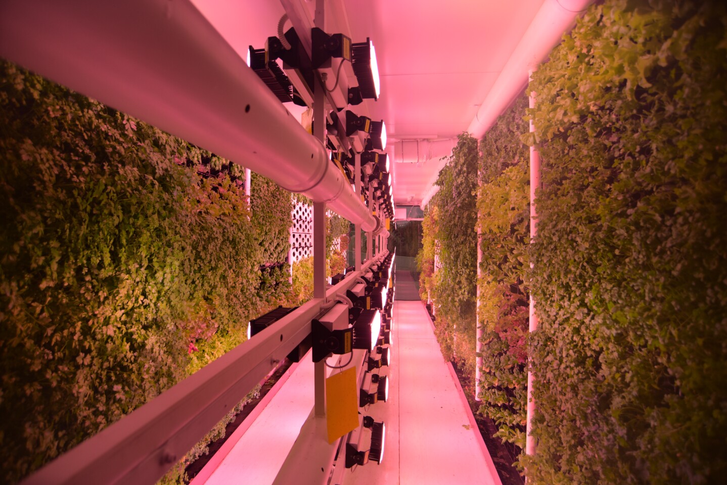 Vertical Field's urban farms grow walls of veggies inside recycled shipping containers