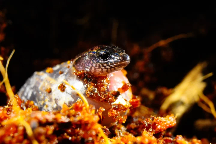 Scientists have witnessed a female three-toed skink laying eggs and giving live birth in the same litter, the first time such an event has been documented