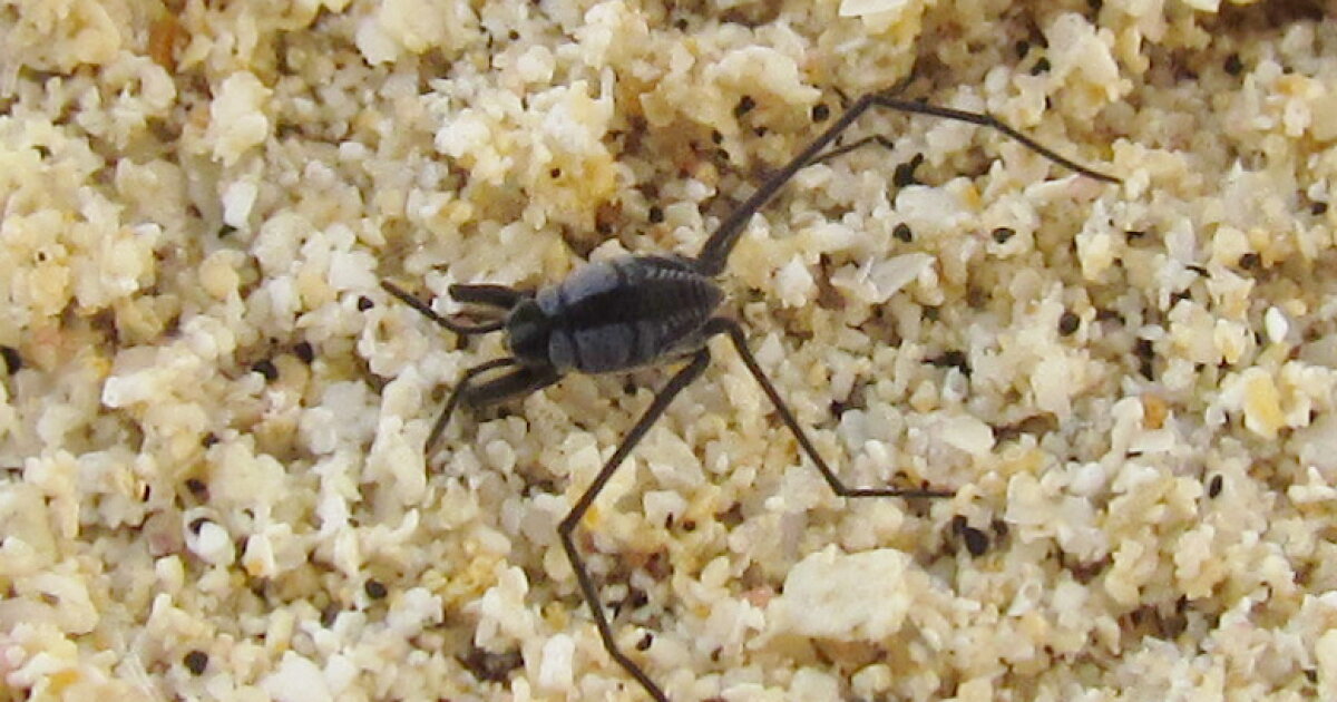 Navy Insect Discovery of ocean insect's secret could lead to slipperier ships