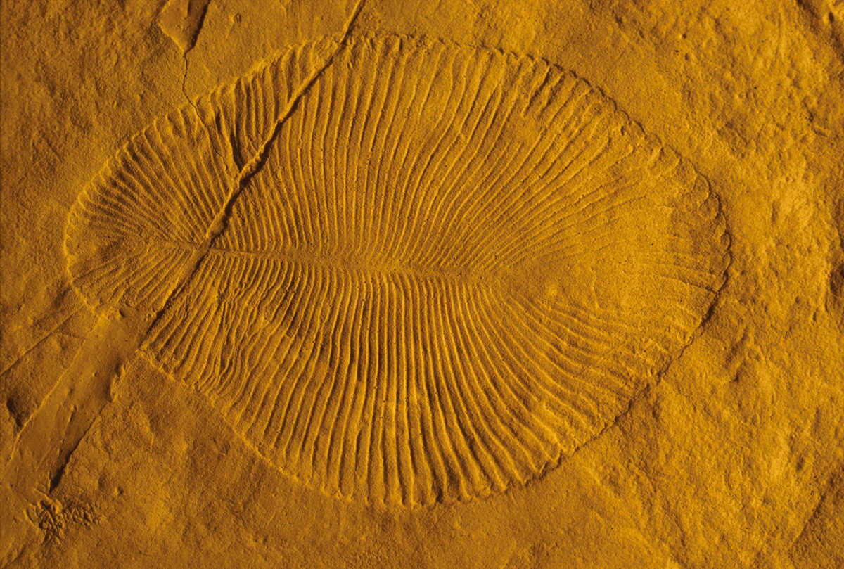 A fossil of Dickinsonia, a bizarre lifeform that lived during the Ediacaran Period