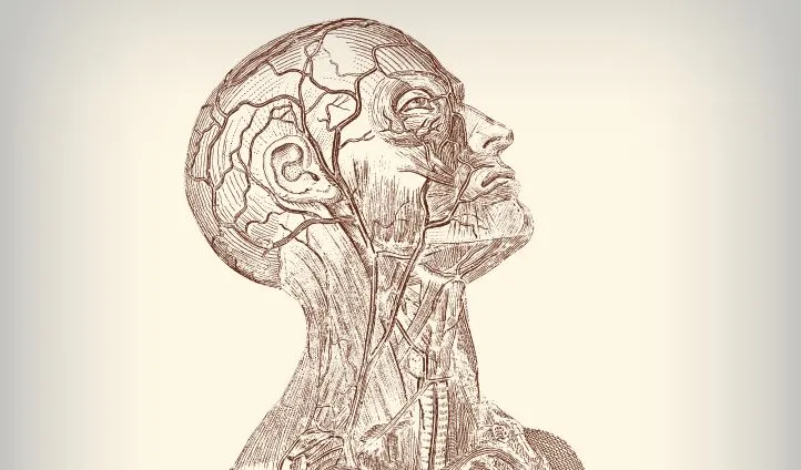 Scientists have developed a system in which a scan of the blood vessels within a person's face could be used to verify their identity (Image: Shutterstock)