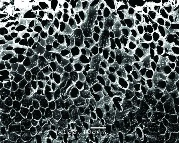 A wider image of the nanowire-alginate composite scaffolds (Image: Disease Biophysics Group, Harvard University)