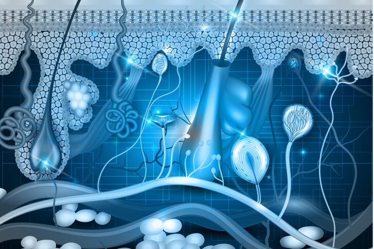 Scientists have discovered a new way to rejuvenate aging skin cells while retaining some of their specialized functions