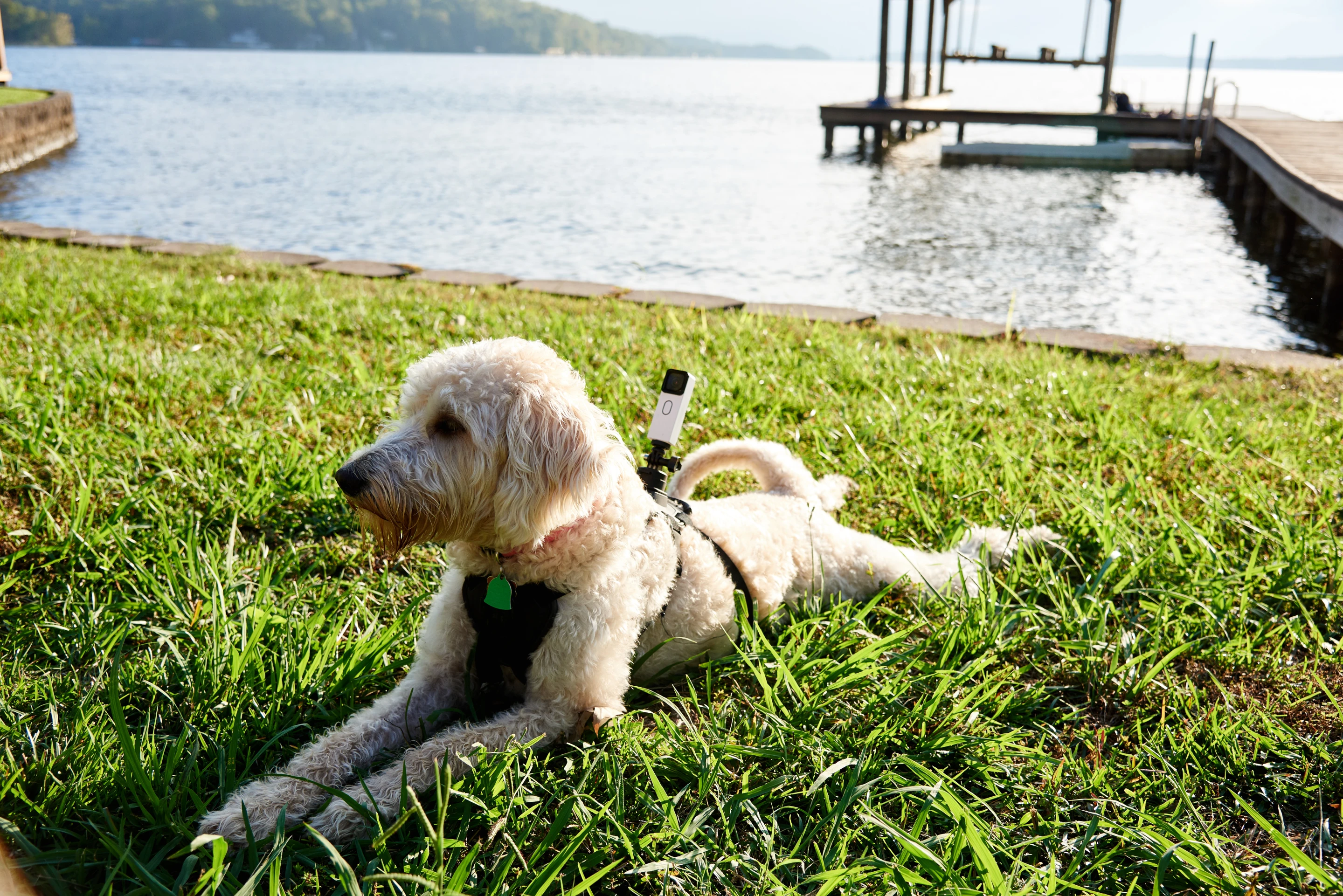 Even your pet can wear the Mofily YoCam when combined with an appropriate harness