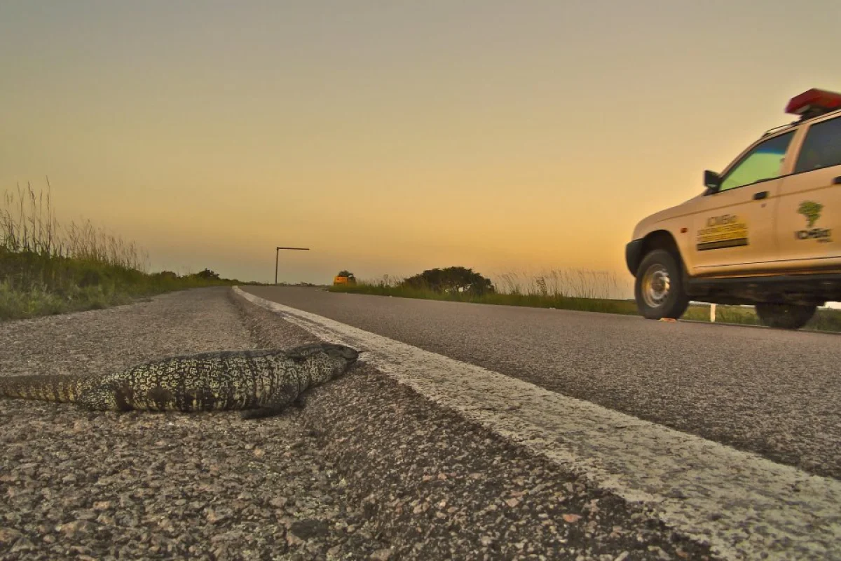 The Urubu app collects data on roadkill hotspots in order to make roads and railways safer for wildlife
