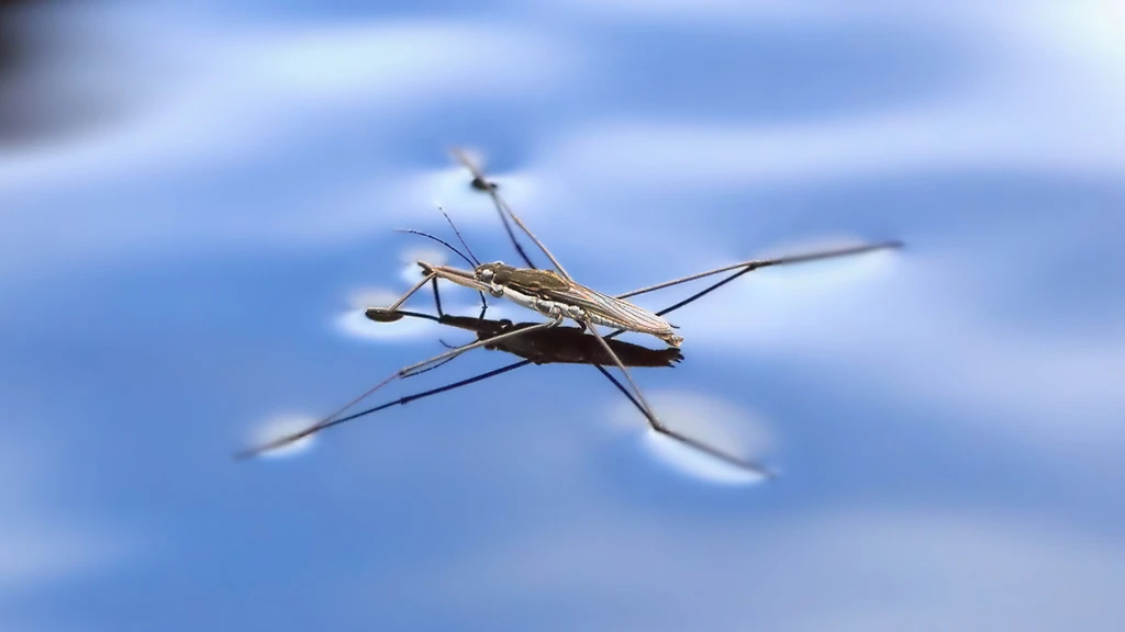A newly developed microbot inspired by the water strider (pictured) jump across the water surface without sinking (Photo: Shutterstock)
