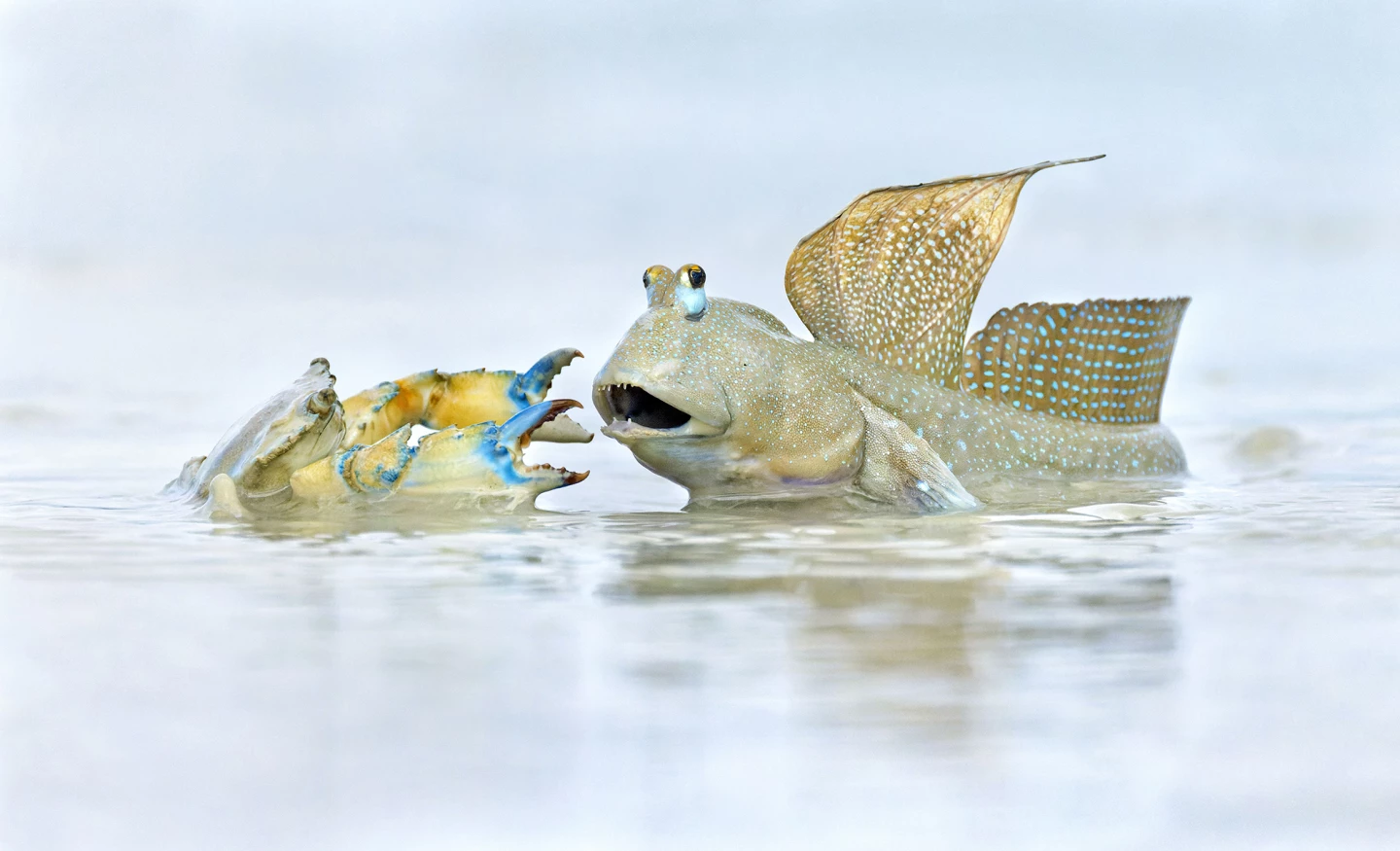 'Neighbourhood Dispute', Australia