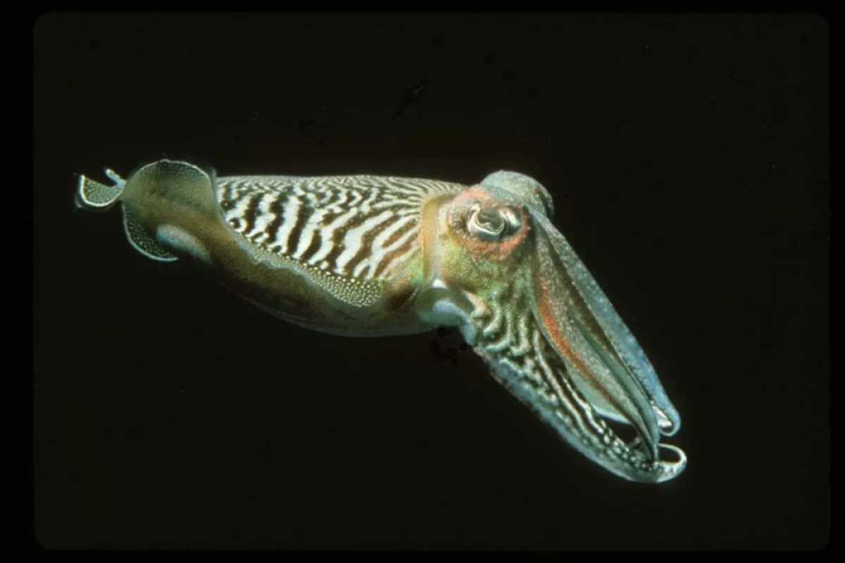 The study was conducted on 24 common cuttlefish, aka Sepia officinalis