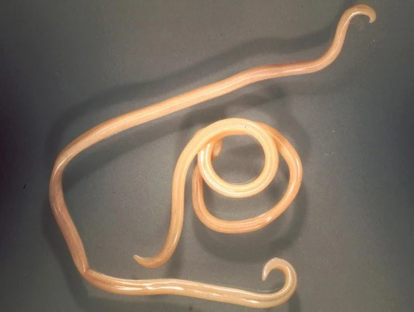 T.canis is most commonly found in canines but can affect humans also (Photo: University of Melbourne)